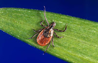 Deer Tick