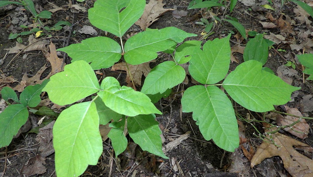 poison ivy leaf