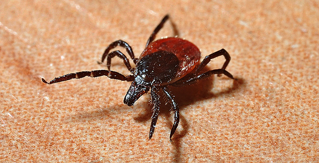 tick bite bugs - everything you need to know about them